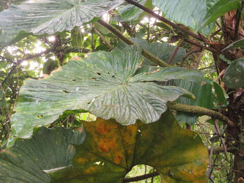 Image of Philodendron fibrosum Sodiro ex Croat