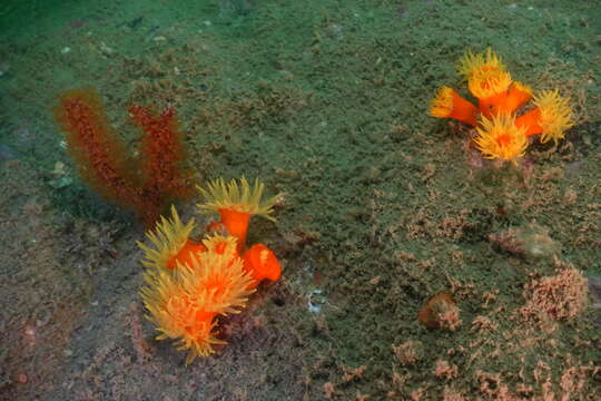 Image of tree coral