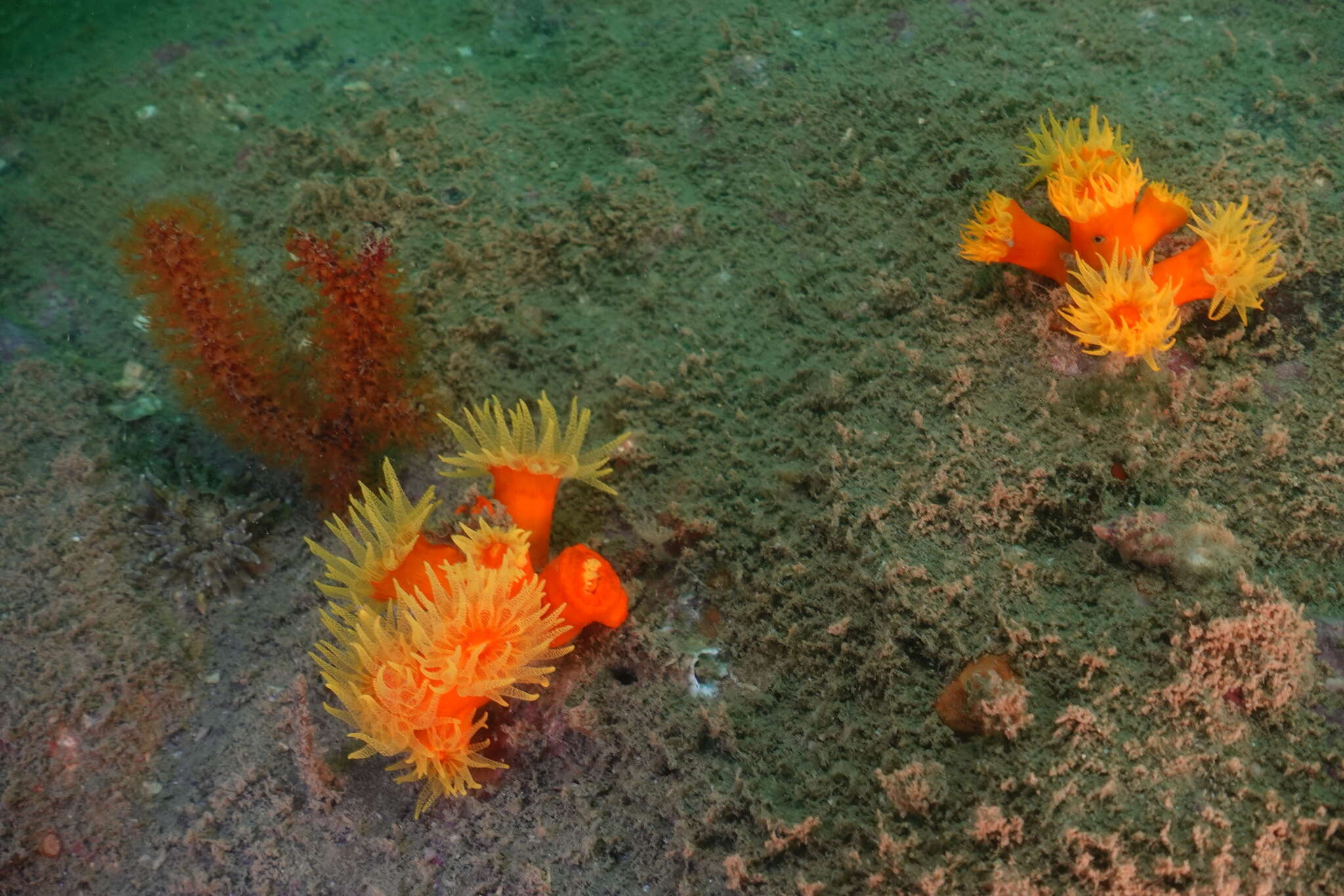 Imagem de Dendrophyllia arbuscula van der Horst 1922