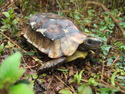 Image of Home's Hinge-back Tortoise