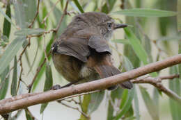 Image of Spotted Scrubwren