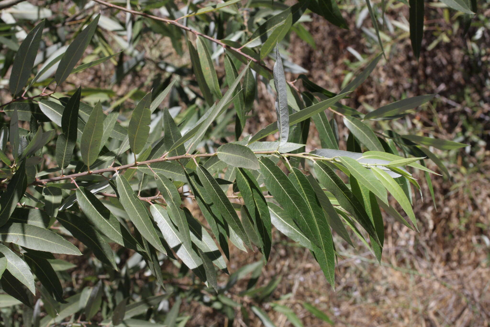 Image of red willow