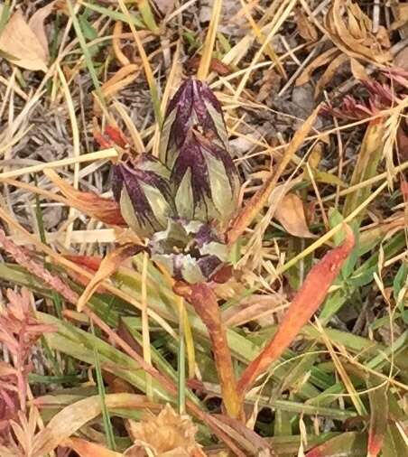 Image of arctic gentian