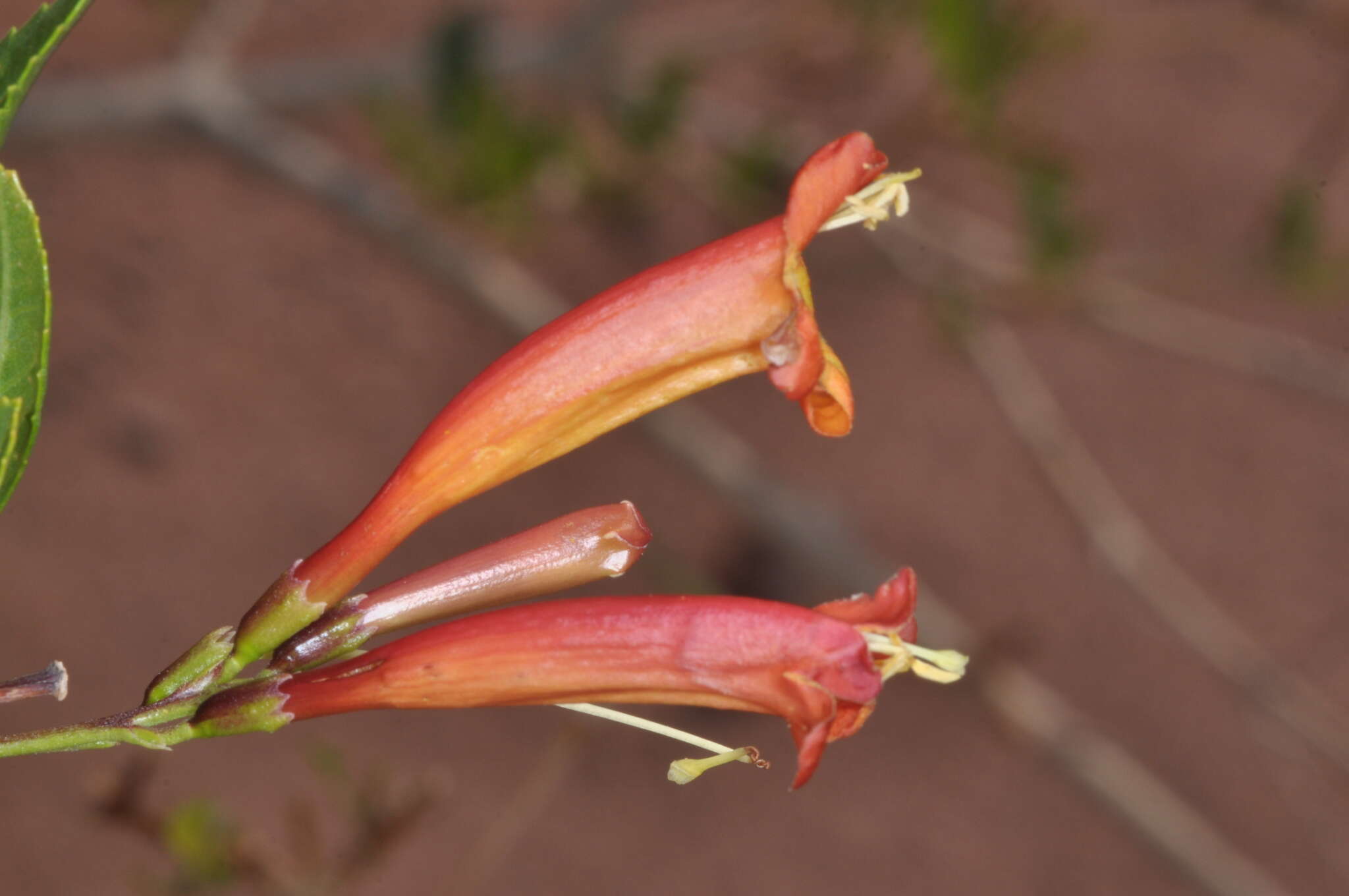 Image of Tecoma fulva subsp. garrocha (Hieron.) J. R. I. Wood