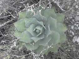 Image of Agave potatorum Zucc.