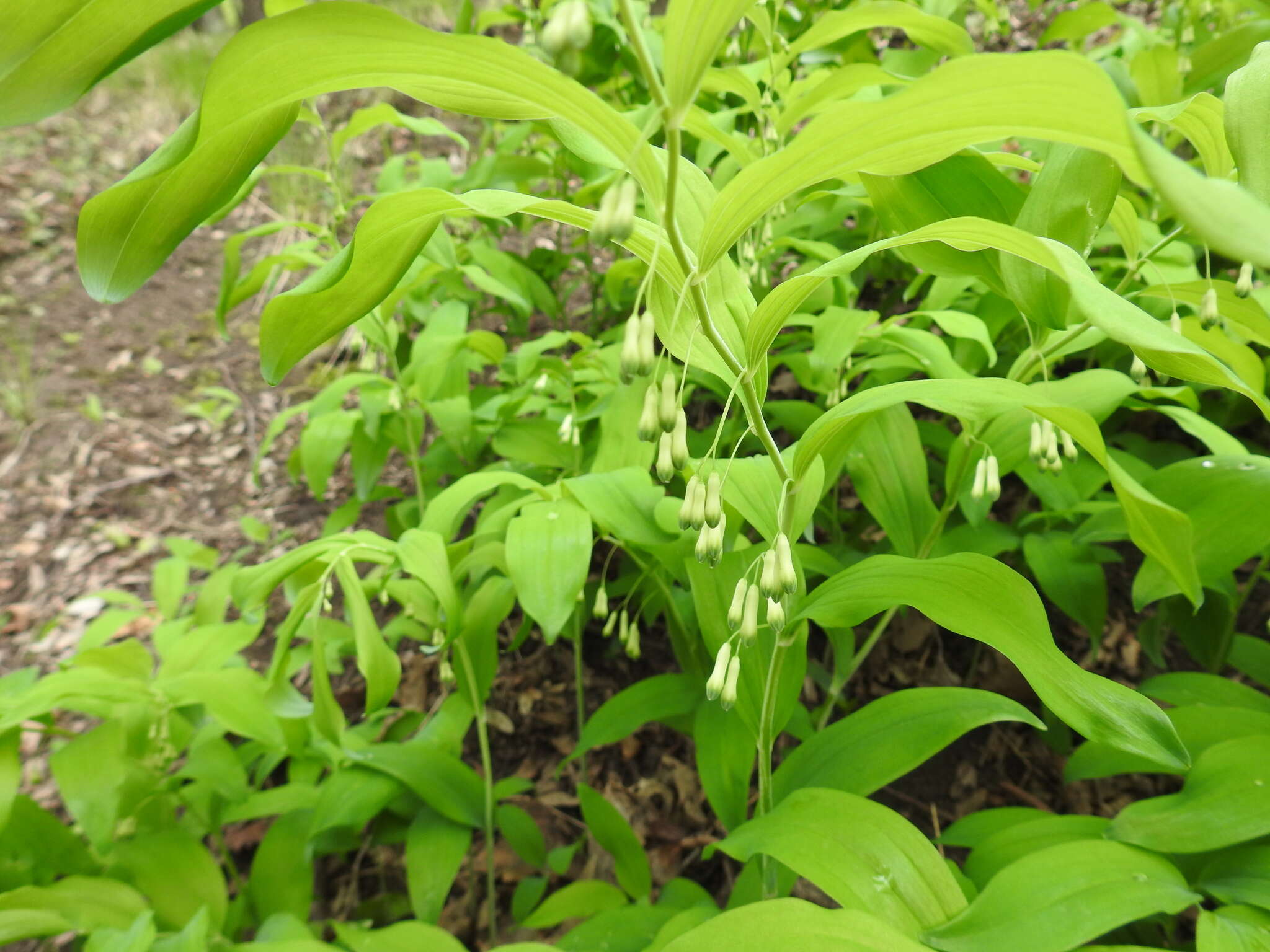 Image of Common Solomon’s-seal