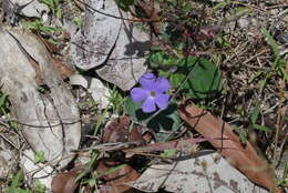 Sivun Brunoniella acaulis (R. Br.) Bremek. kuva