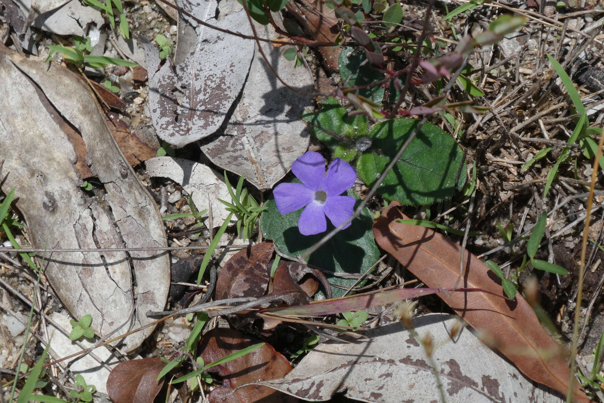 Brunoniella acaulis (R. Br.) Bremek.的圖片