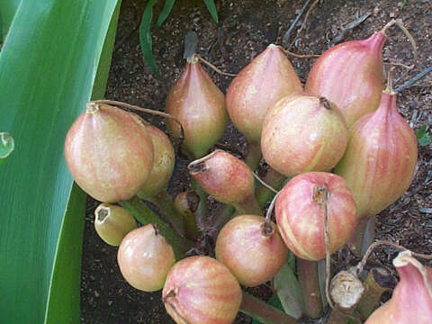 Imagem de Crinum stuhlmannii Baker