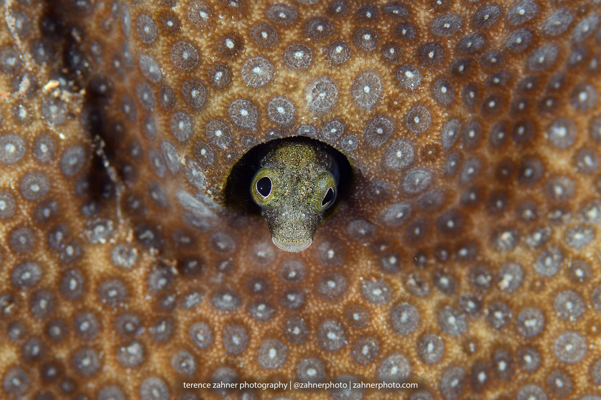 Image of Spiny blenny