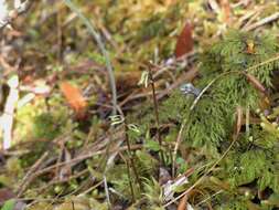 Image of Creeping forest orchid