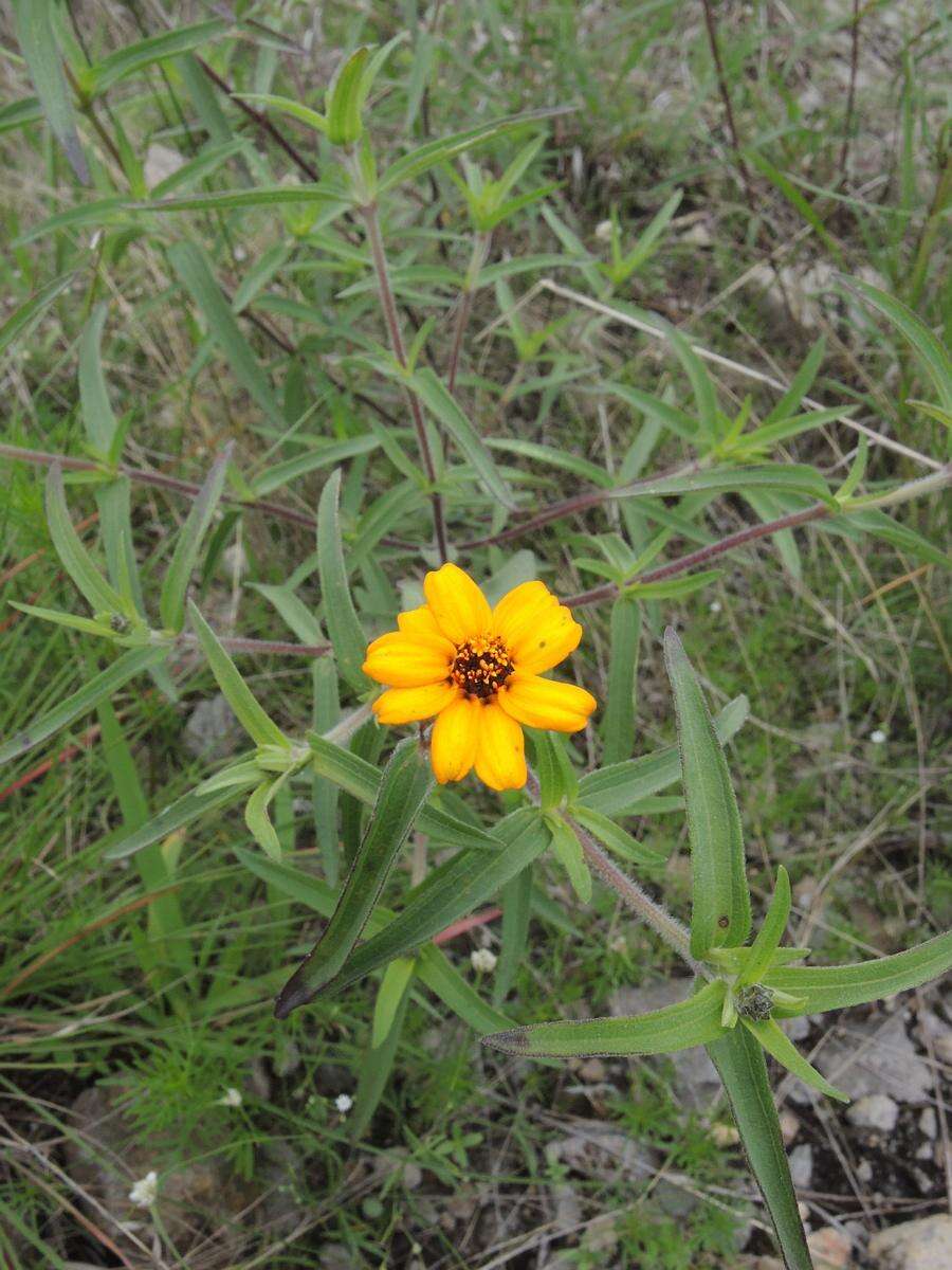 Image of narrowleaf zinnia