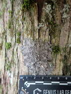 Image of kidney lichen