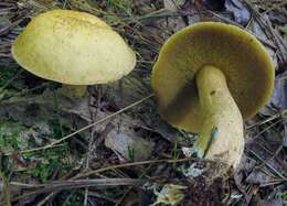 Image of Suillus punctipes (Peck) Singer 1945