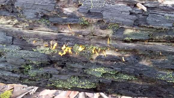 Image de Calocera guepinioides Berk. 1845