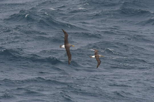 Image de Albatros des Chatham