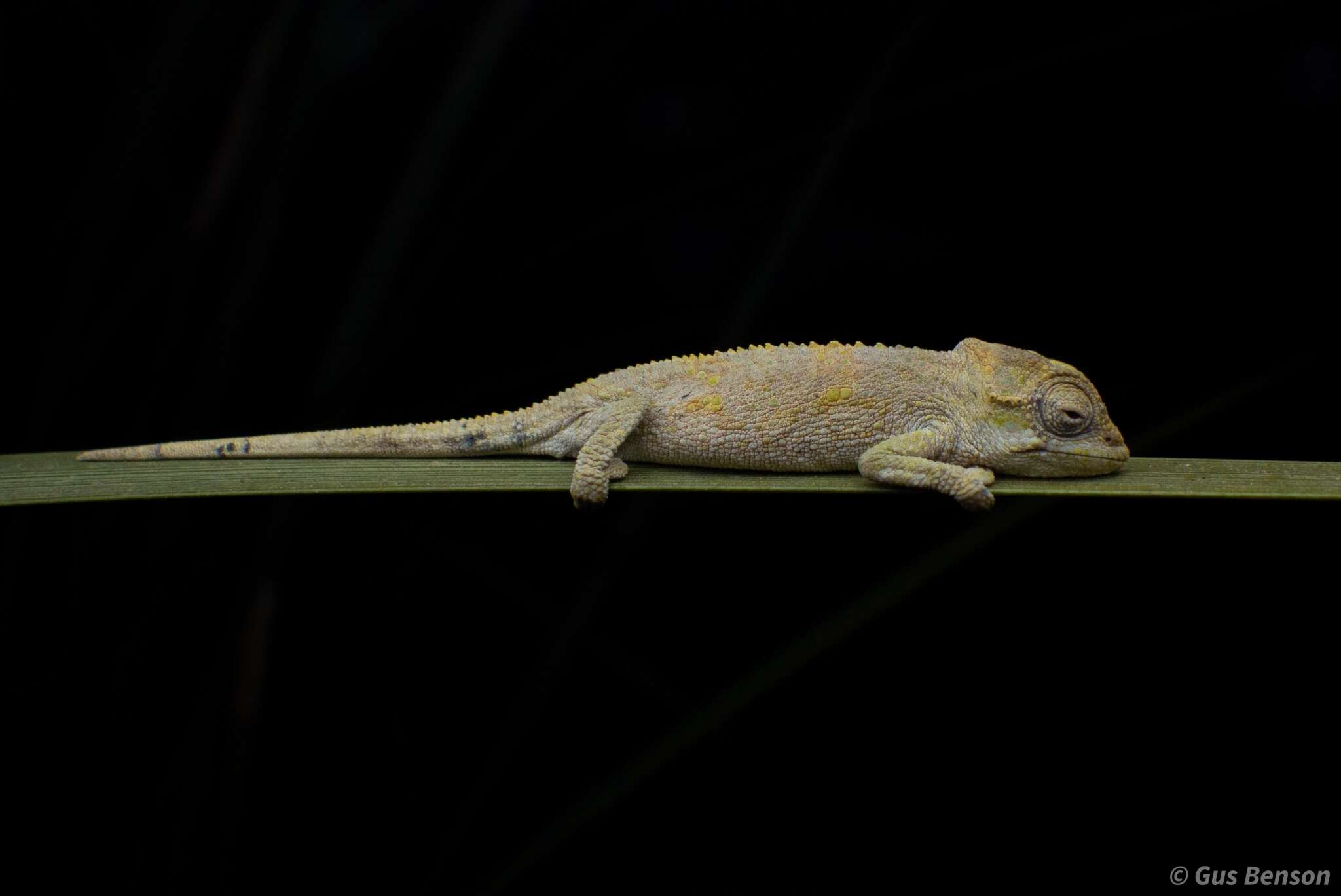 Image de Caméléon nain du Transvaal