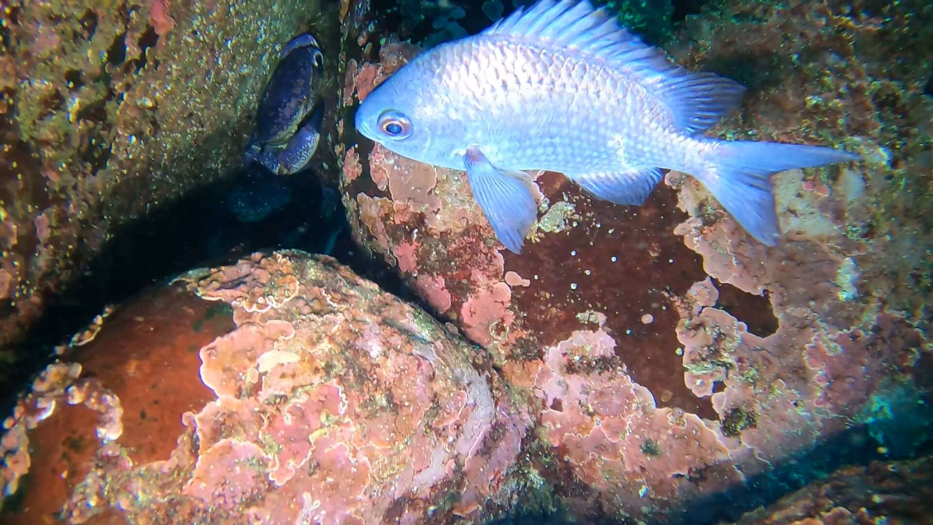 Image de Chromis crusma (Valenciennes 1833)