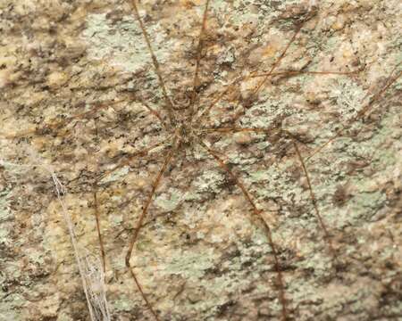 Image of Hypochilus pococki Platnick 1987