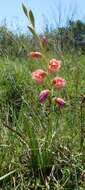 Image of Gladiolus ochroleucus Baker