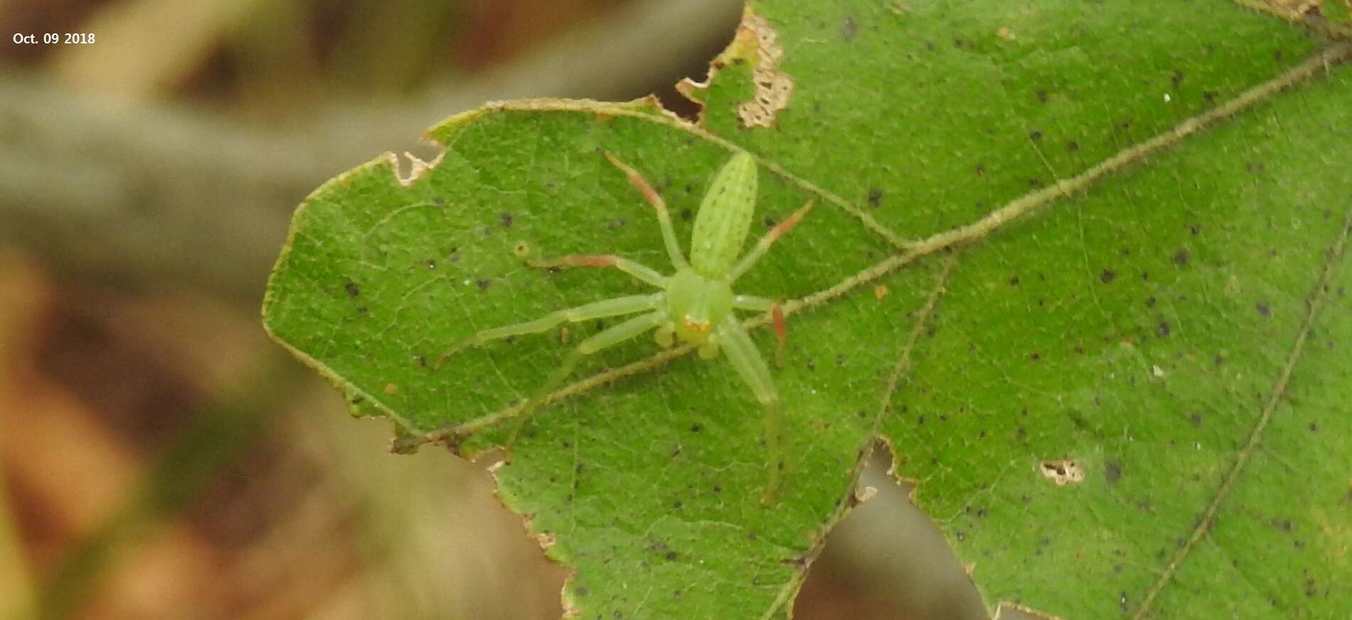 Imagem de Oxytate striatipes L. Koch 1878