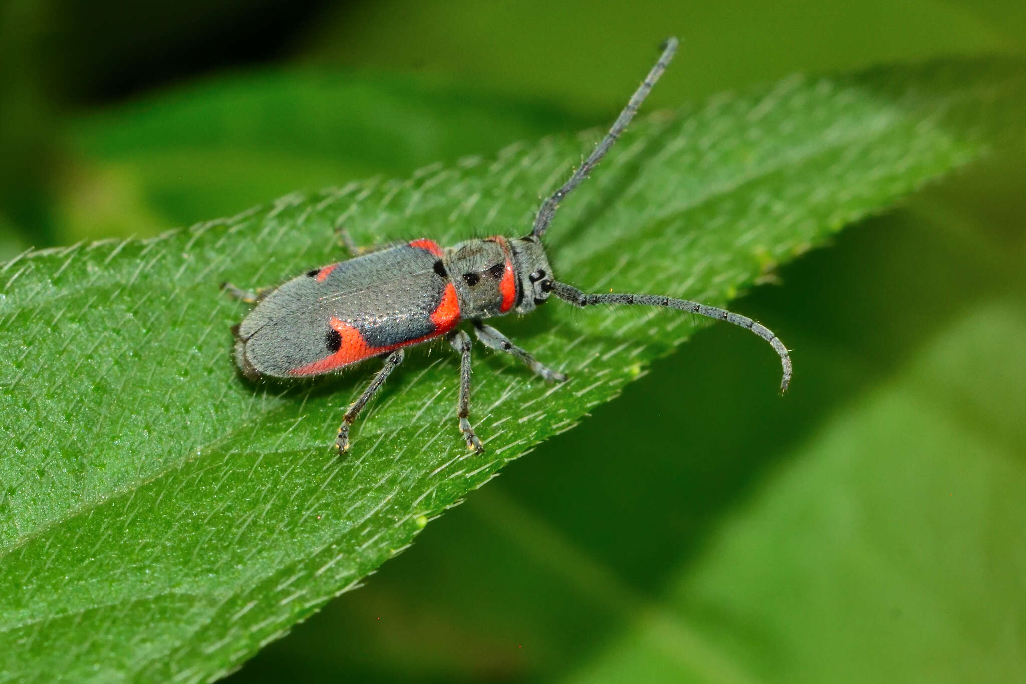 Sivun Tetraopes batesi Chemsak 1963 kuva