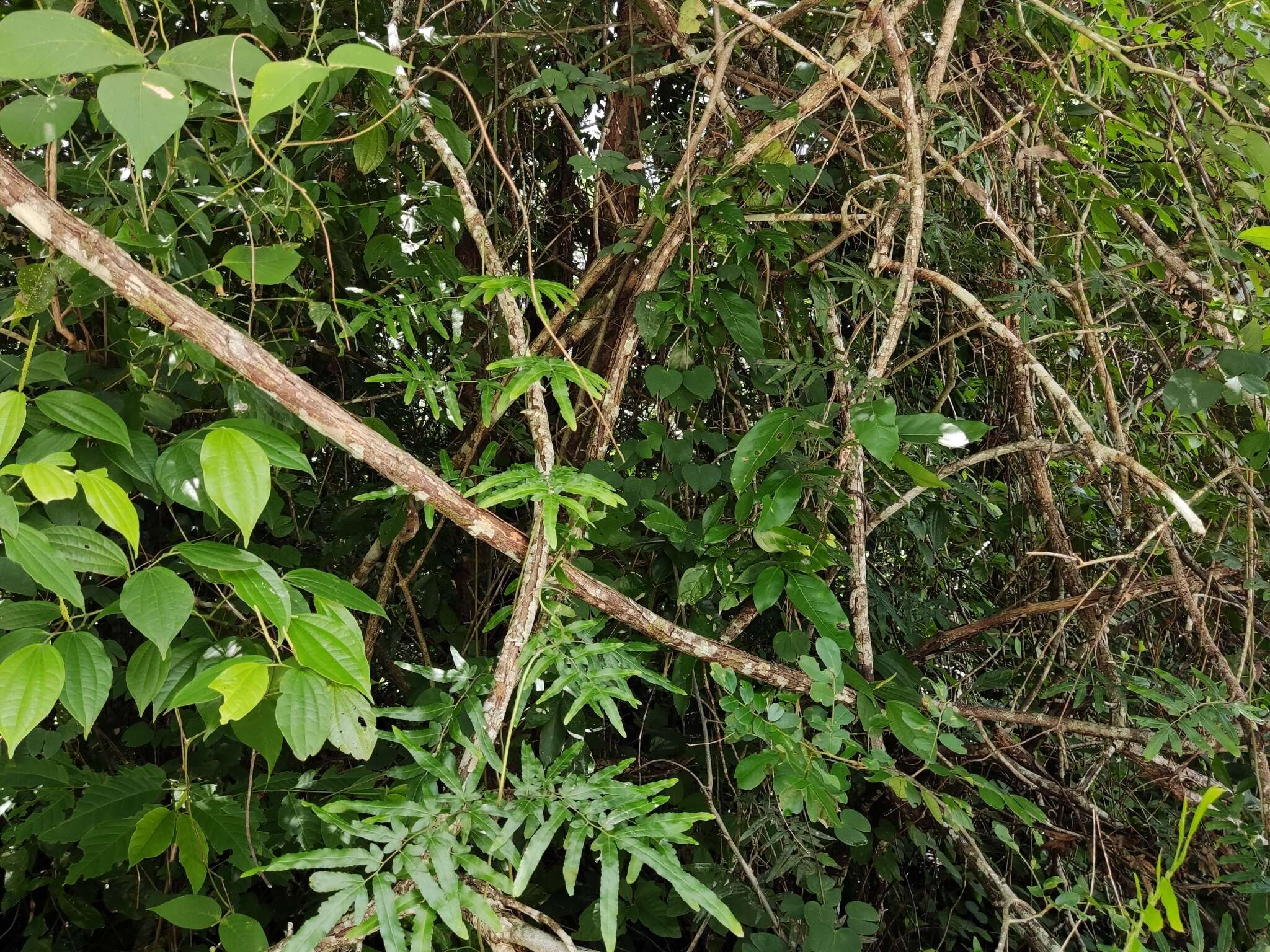 Image of Dalbergia glabra (Mill.) Standl.