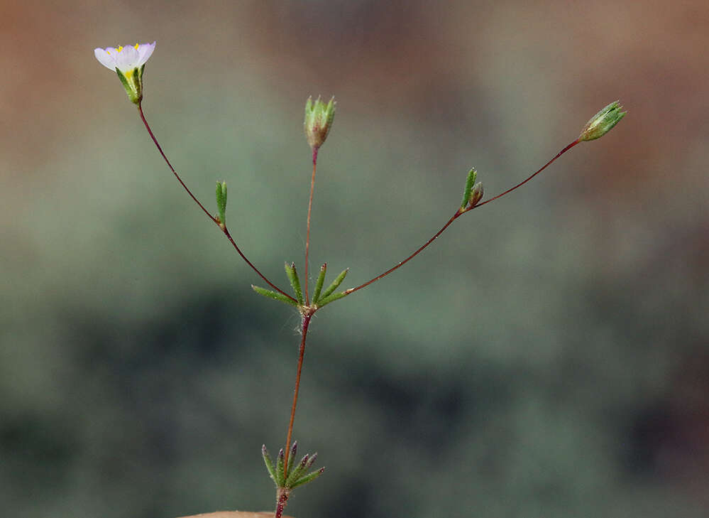 Image of northern linanthus