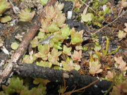 Image of Crassula sieberiana subsp. sieberiana