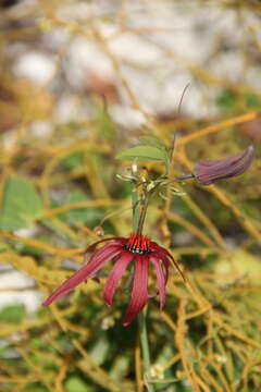 Passiflora cupraea L.的圖片