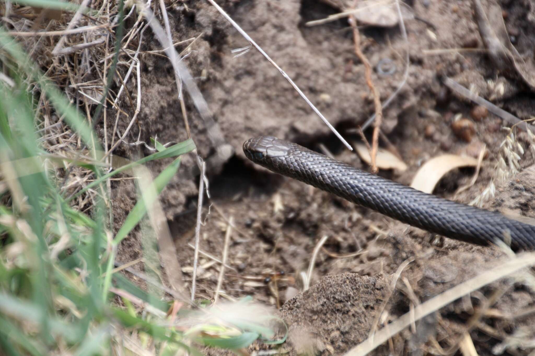 Image of Peninsula Brown Snake