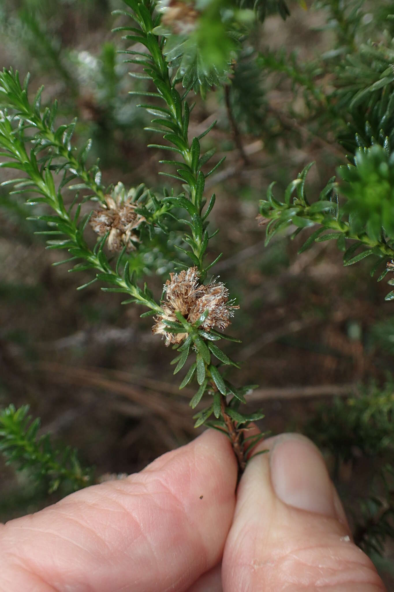 Image de Ozothamnus lycopodioides Hook. fil.