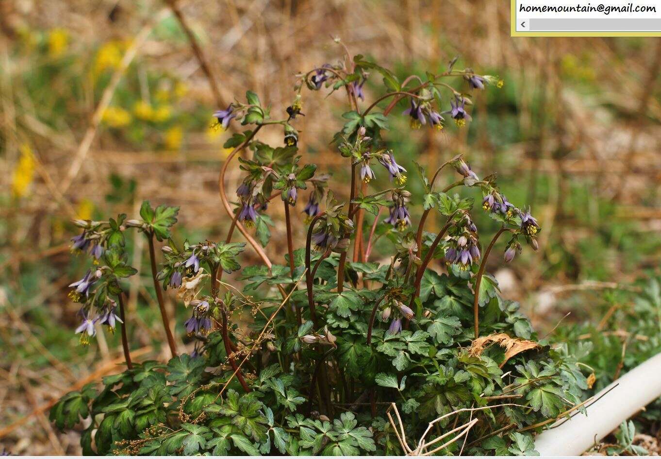 Image of Aquilegia viridiflora Pall.