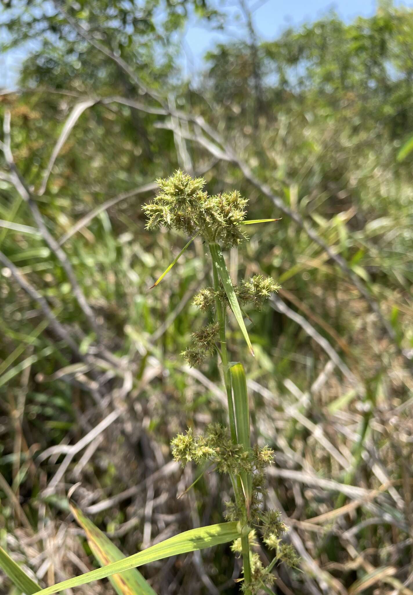 Imagem de Fuirena umbellata Rottb.