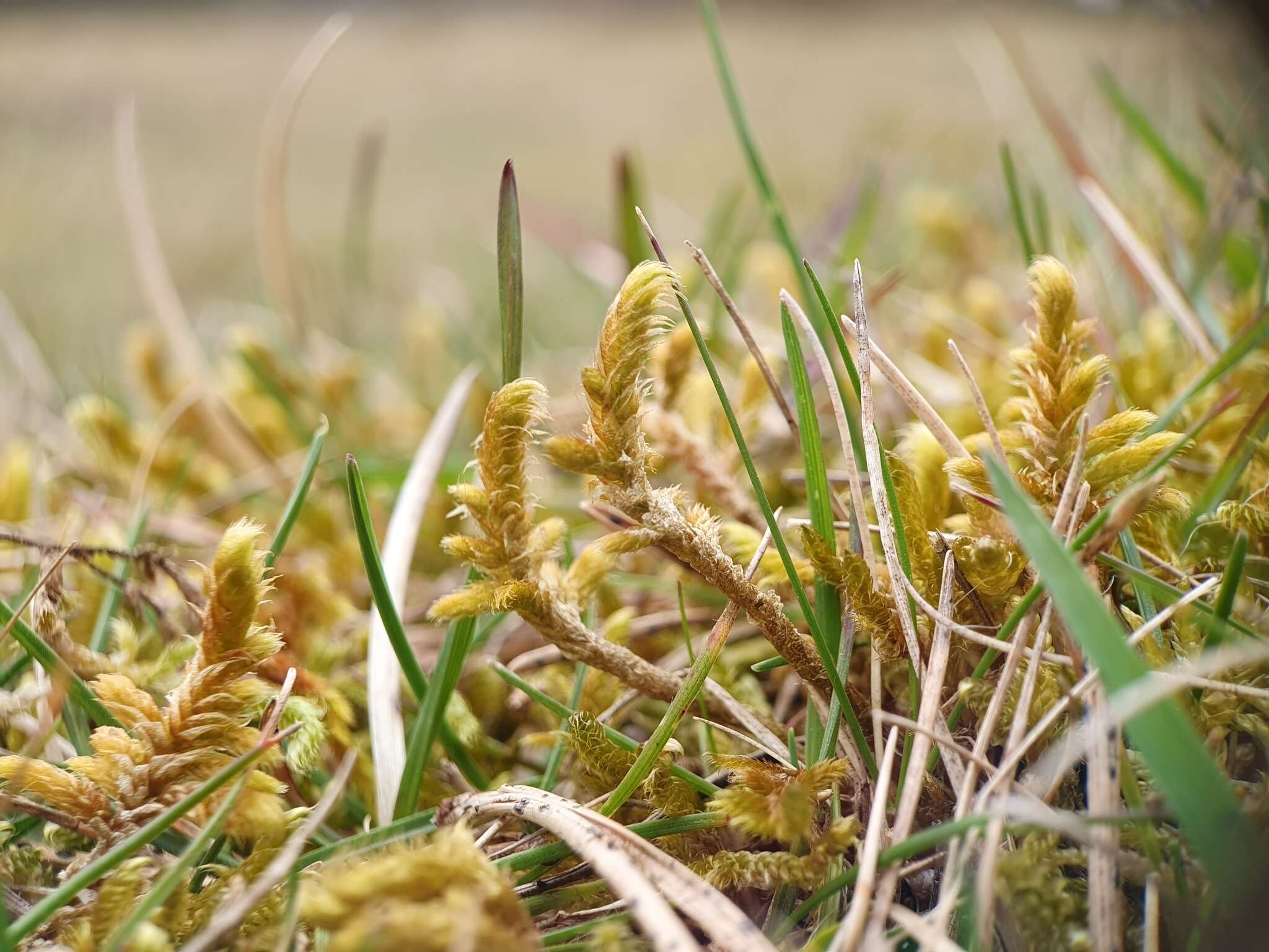 Image of Golden Tundra-moss