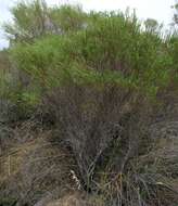 Image of Diosma aspalathoides Lam.