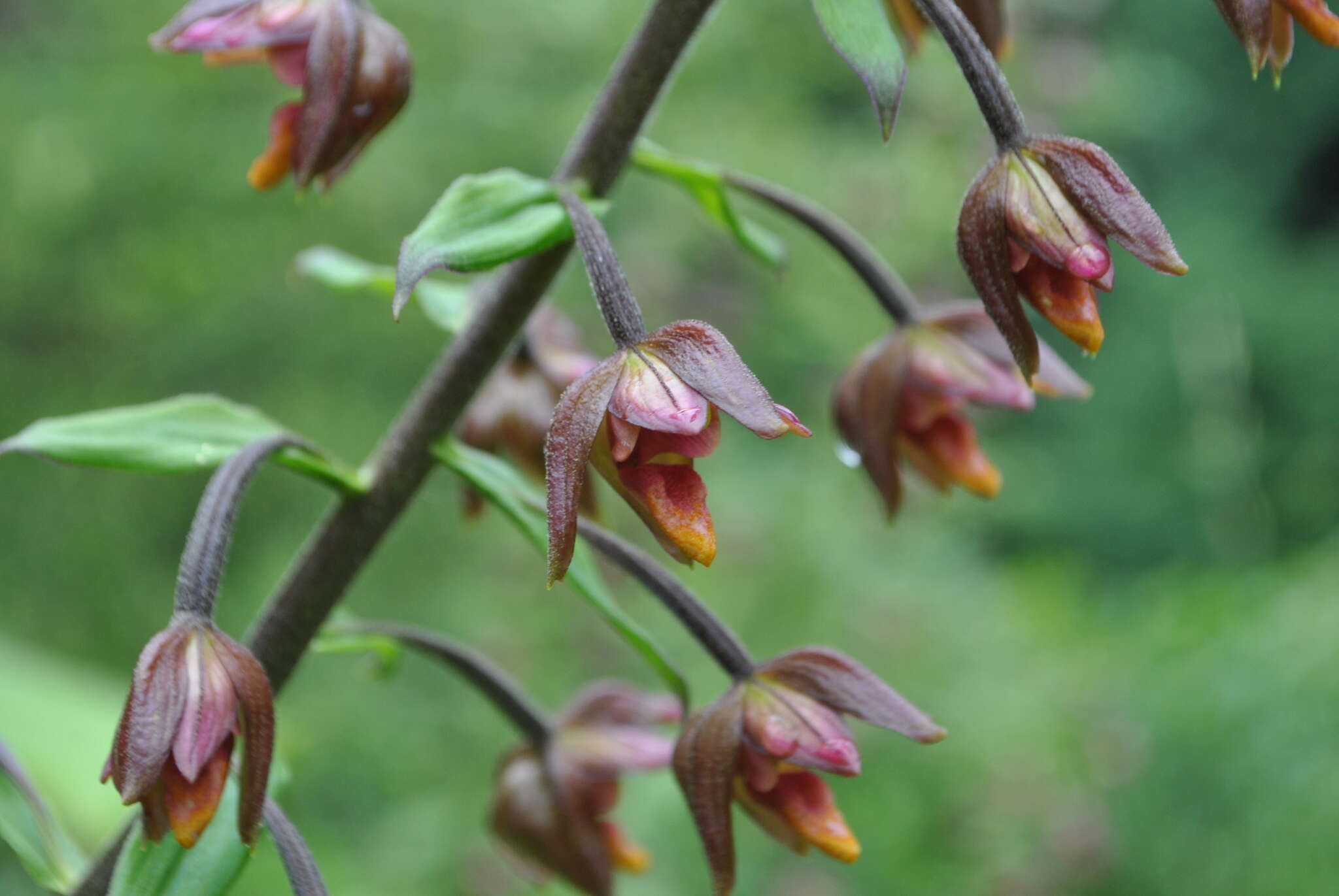 Image of Epipactis mairei Schltr.