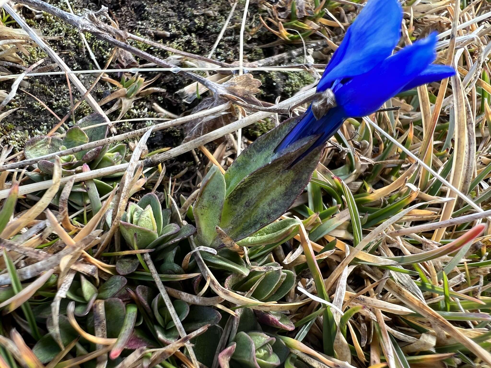 Image of Gentiana brachyphylla subsp. favratii (Rittener) Tutin