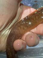 Image of Belted blenny