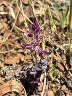 Image of Mt. Diablo jewelflower