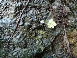 Image of Pinguicula emarginata S. Z. Ruiz & J. Rzedowski