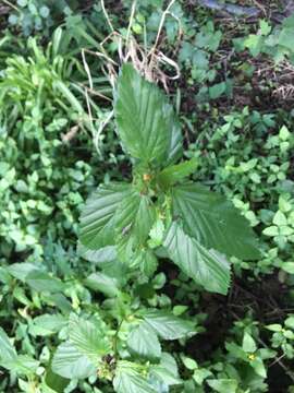 Image of threelobe false mallow