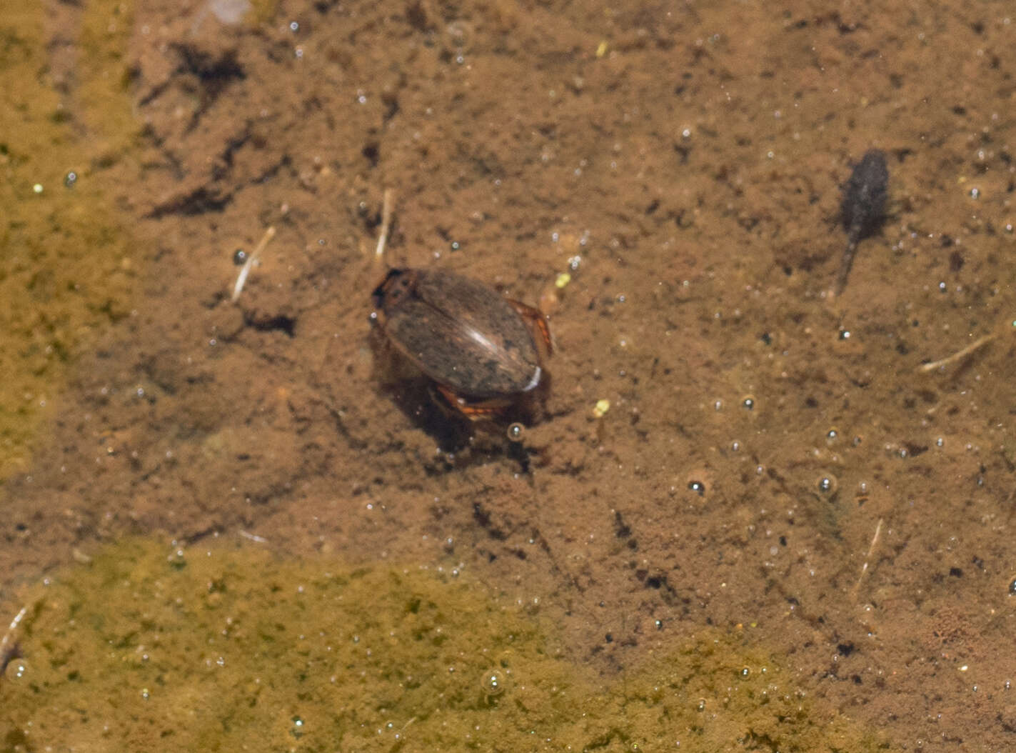 Image of Predaceous diving beetle