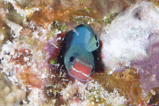 Image of Bicolor fangblenny