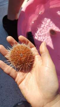 Image of fragile sea urchin