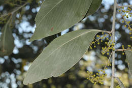 Image of Acacia bancroftiorum Maiden