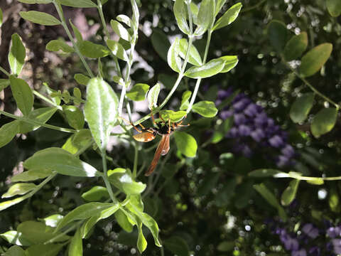 Image of <i>Polistes <i>comanchus</i></i> comanchus