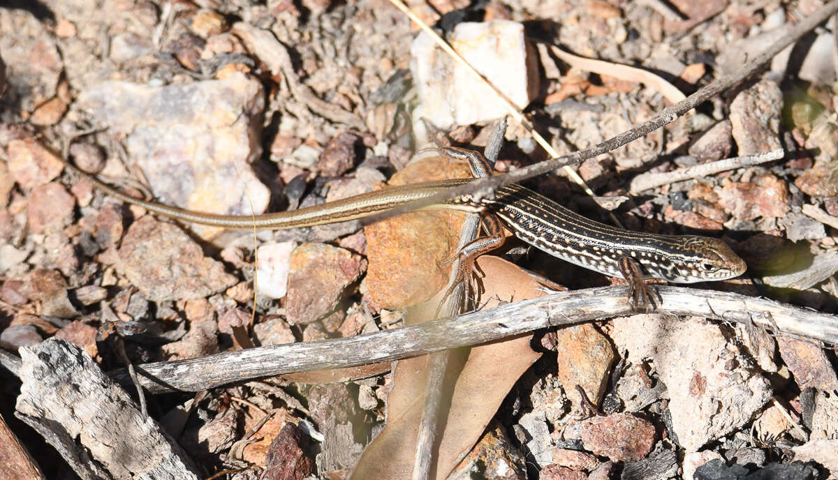 صورة Ctenotus orientalis Storr 1971