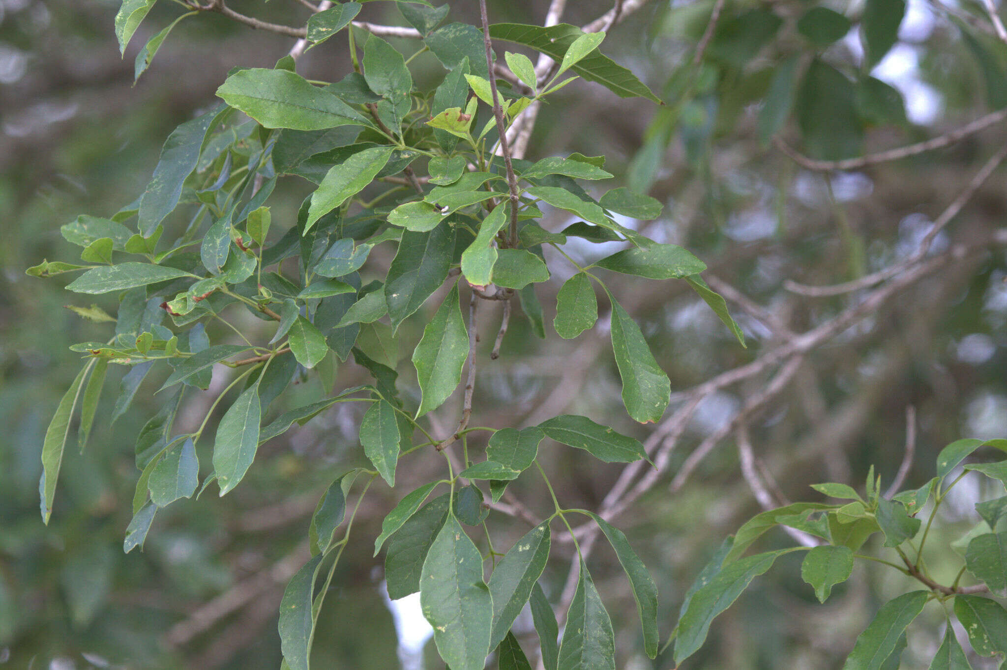 Image of Mexican Ash