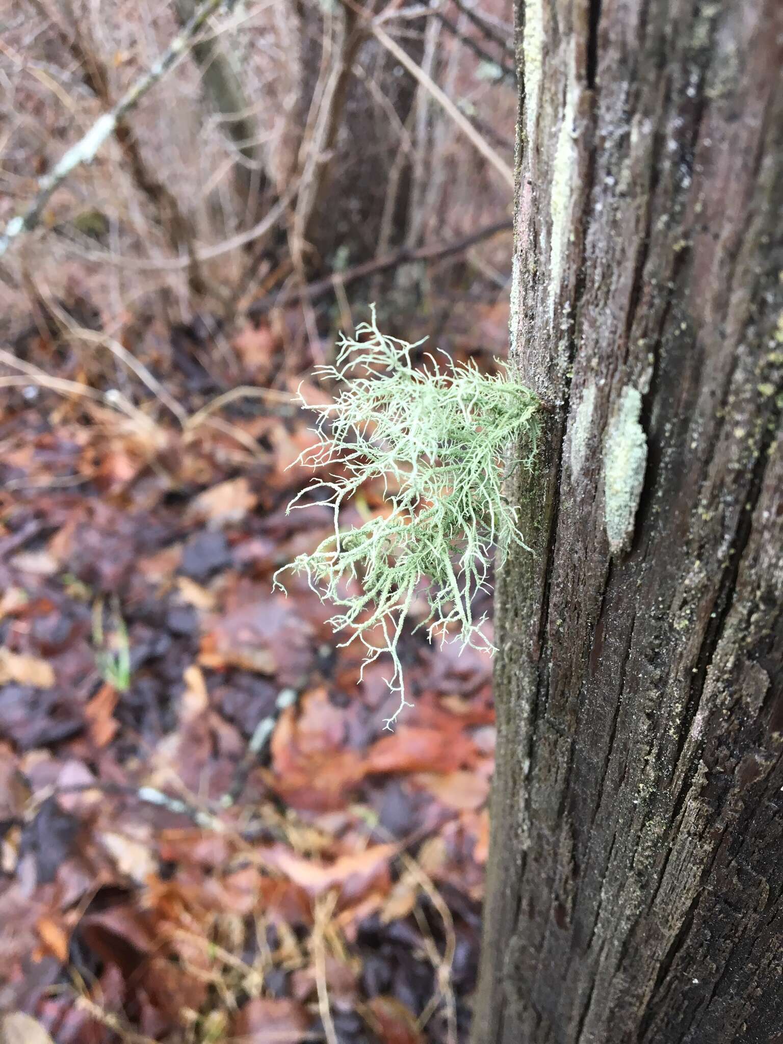 Image of Bloody beard lichen;   Beard lichen